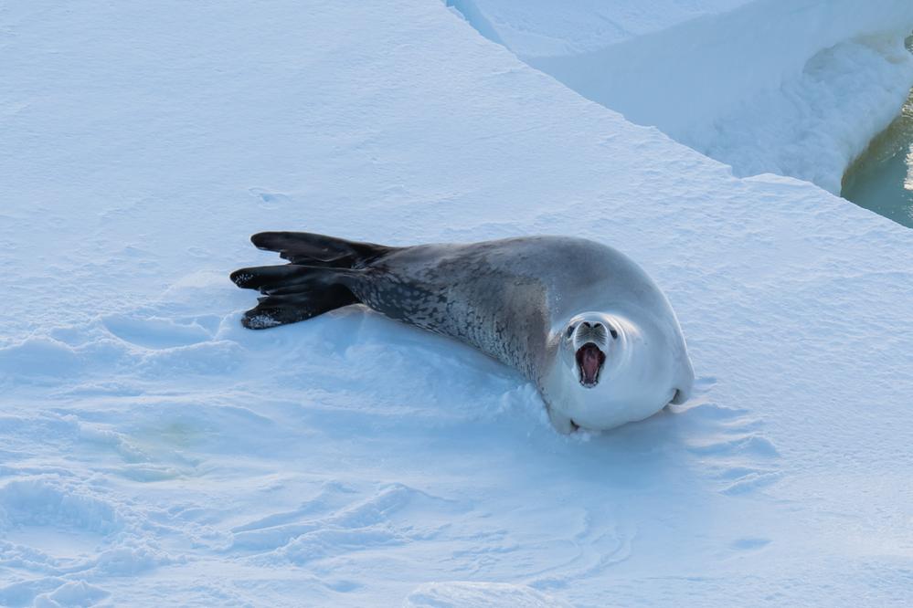 第40次南极考察|科考途中的南极生灵