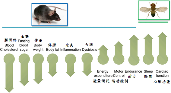 限时进食对小鼠和果蝇的益处 图片来源：文献[3]