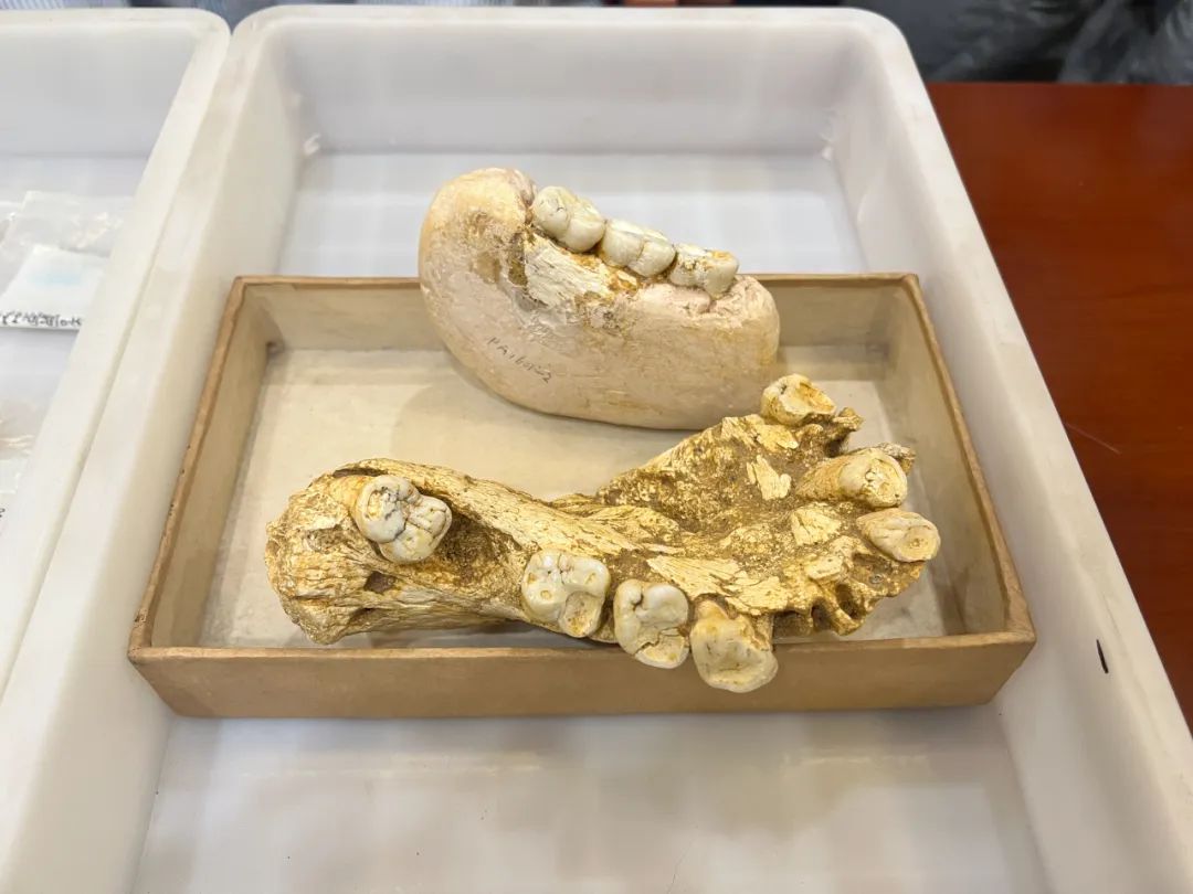 步氏巨猿巨大的下颌化石.新华社记者温竞华 摄