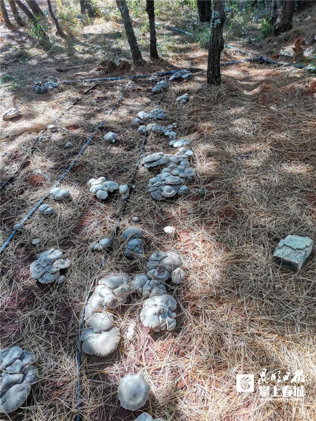 野生大杯伞,阿魏菇,野生虎掌菌等多种野生菌与杏鲍菇通过远缘杂交而成