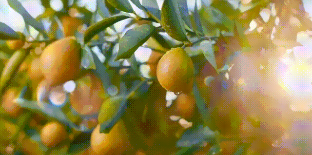 融安金桔。图源自治区市场监管局商标处