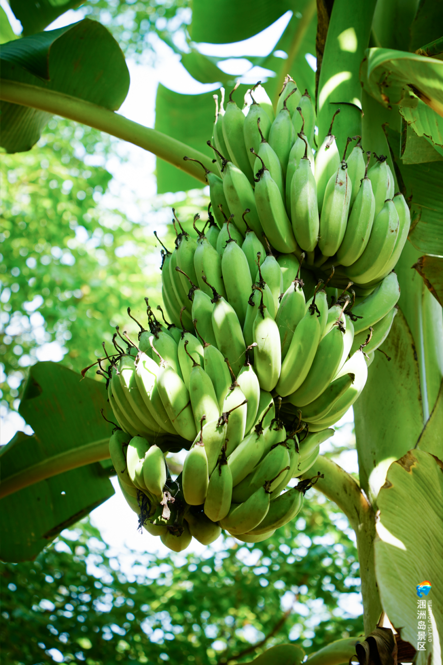 图源涠洲岛景区