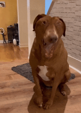 养了个时刻都在"震惊"的狗子,主人每天都会被逗乐:像是个行走的表情包