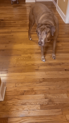 养了个时刻都在"震惊"的狗子,主人每天都会被逗乐:像是个行走的表情包