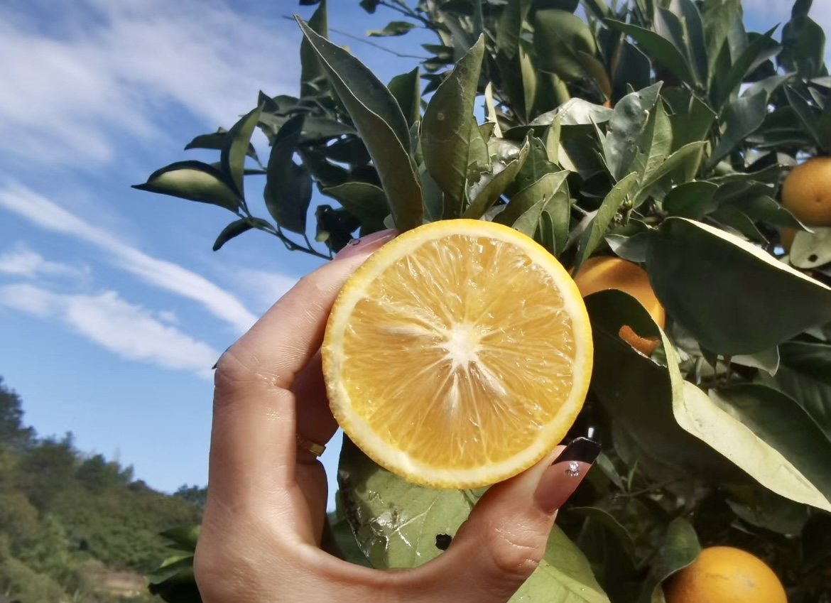 怀化冰糖橘(图片来源:小红书用户@小橘子)