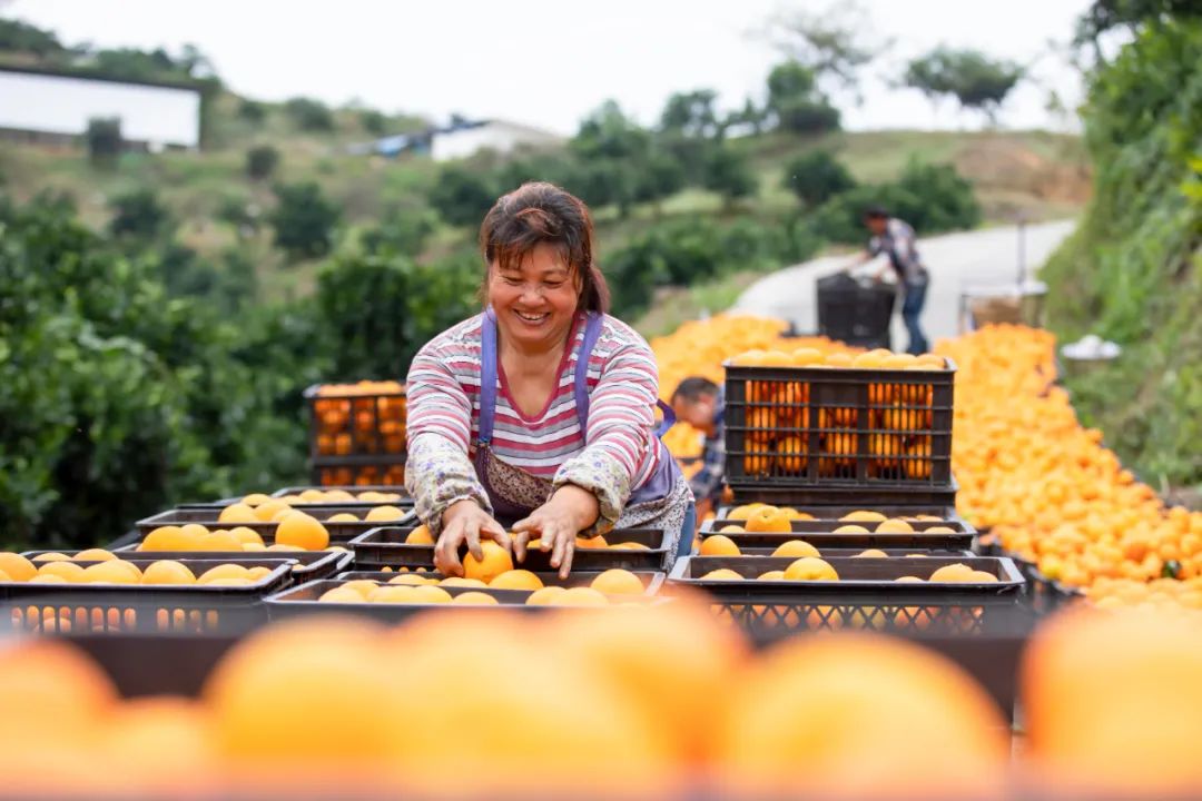 大农业观如何理解?_新浪财经_新浪网