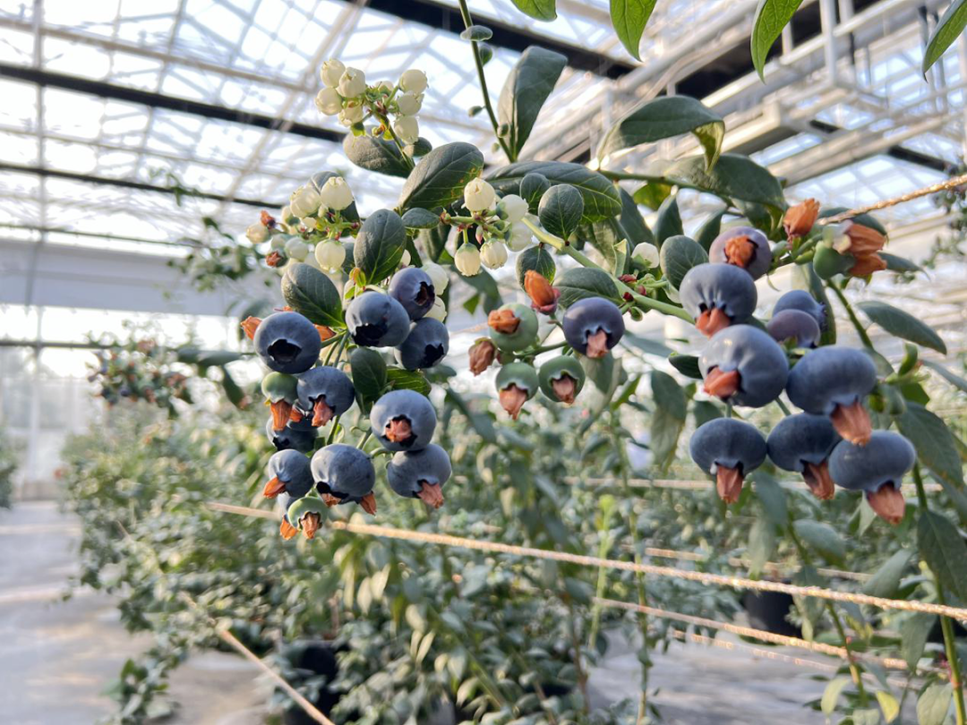 好吃又好逛,顺义有家室内蓝莓种植基地,在这儿