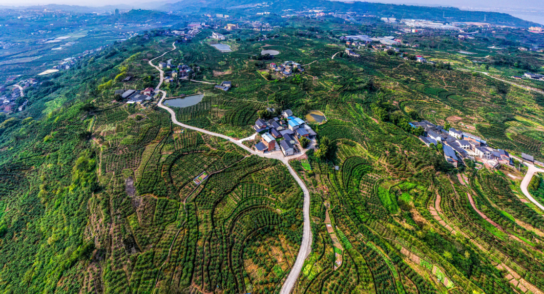 江津→骄傲的"椒"|重庆市_新浪财经_新浪网