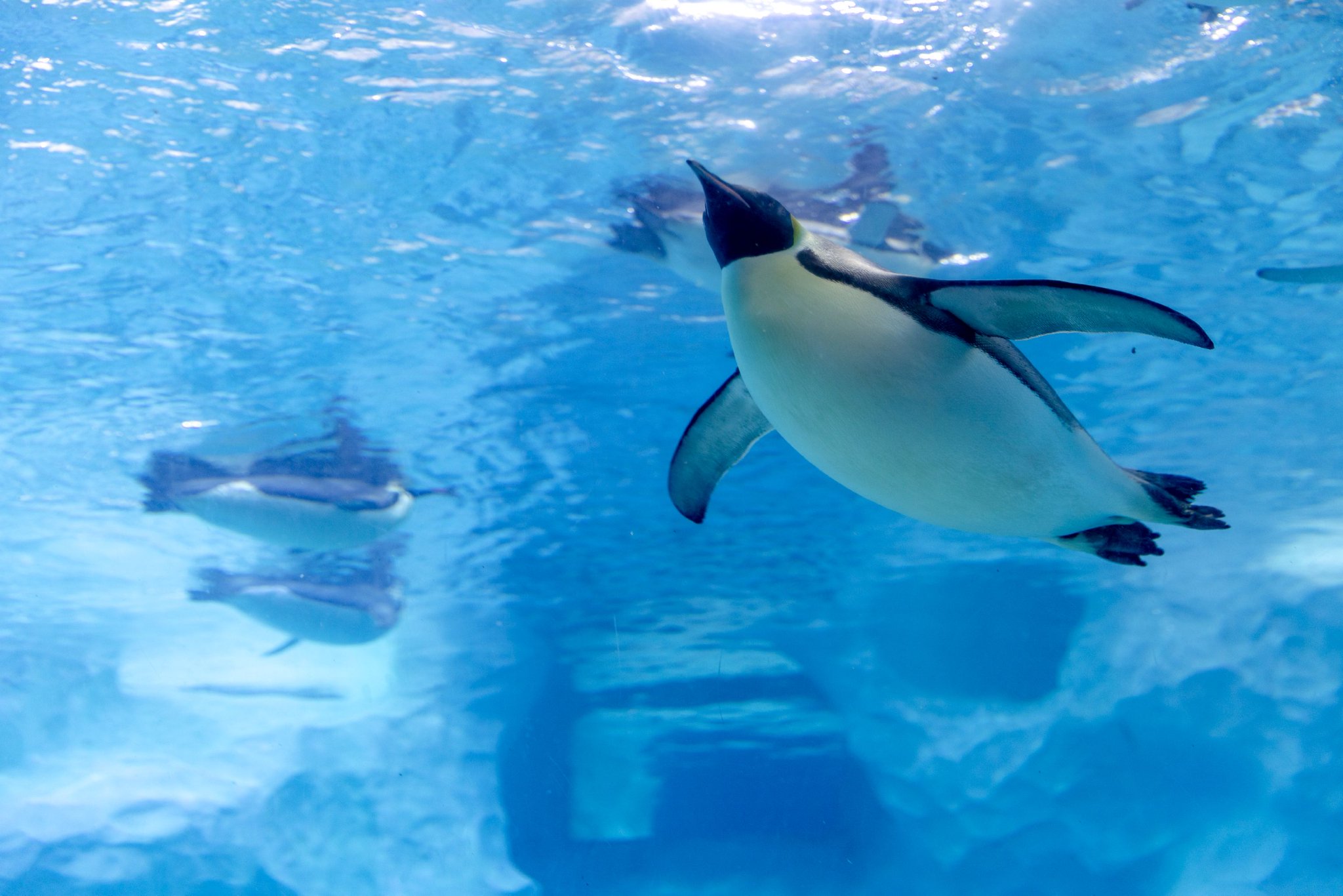 爱好游泳的企鹅宝宝。长隆供图