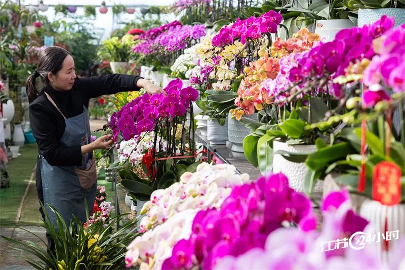 南京市江宁区一家花卉市场内,姹紫嫣红的年宵花卉摆满了货架,花卉大厅