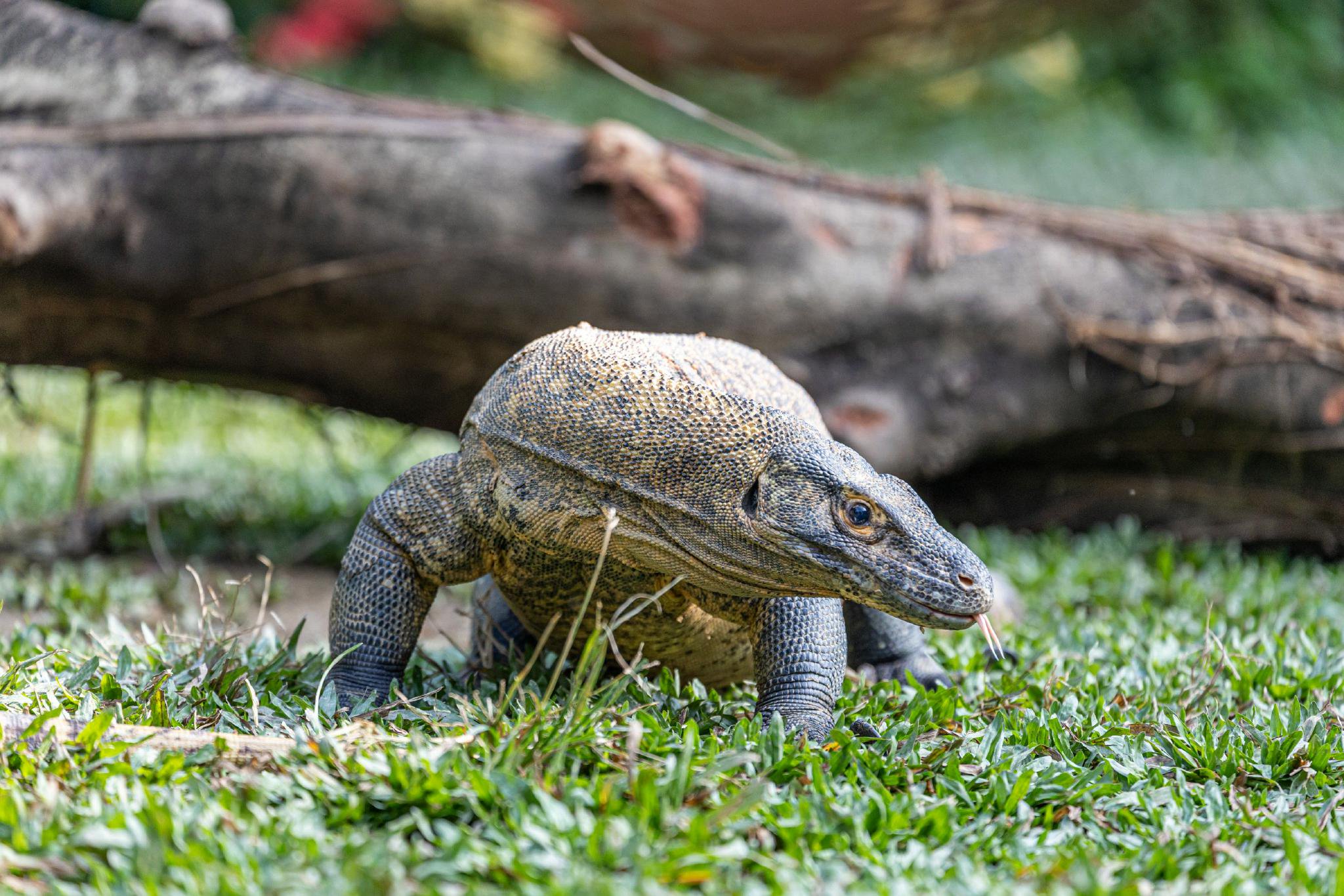 "科莫多龙是鳄鱼的近亲吗?科莫多龙是生宝宝的,还是生蛋的?