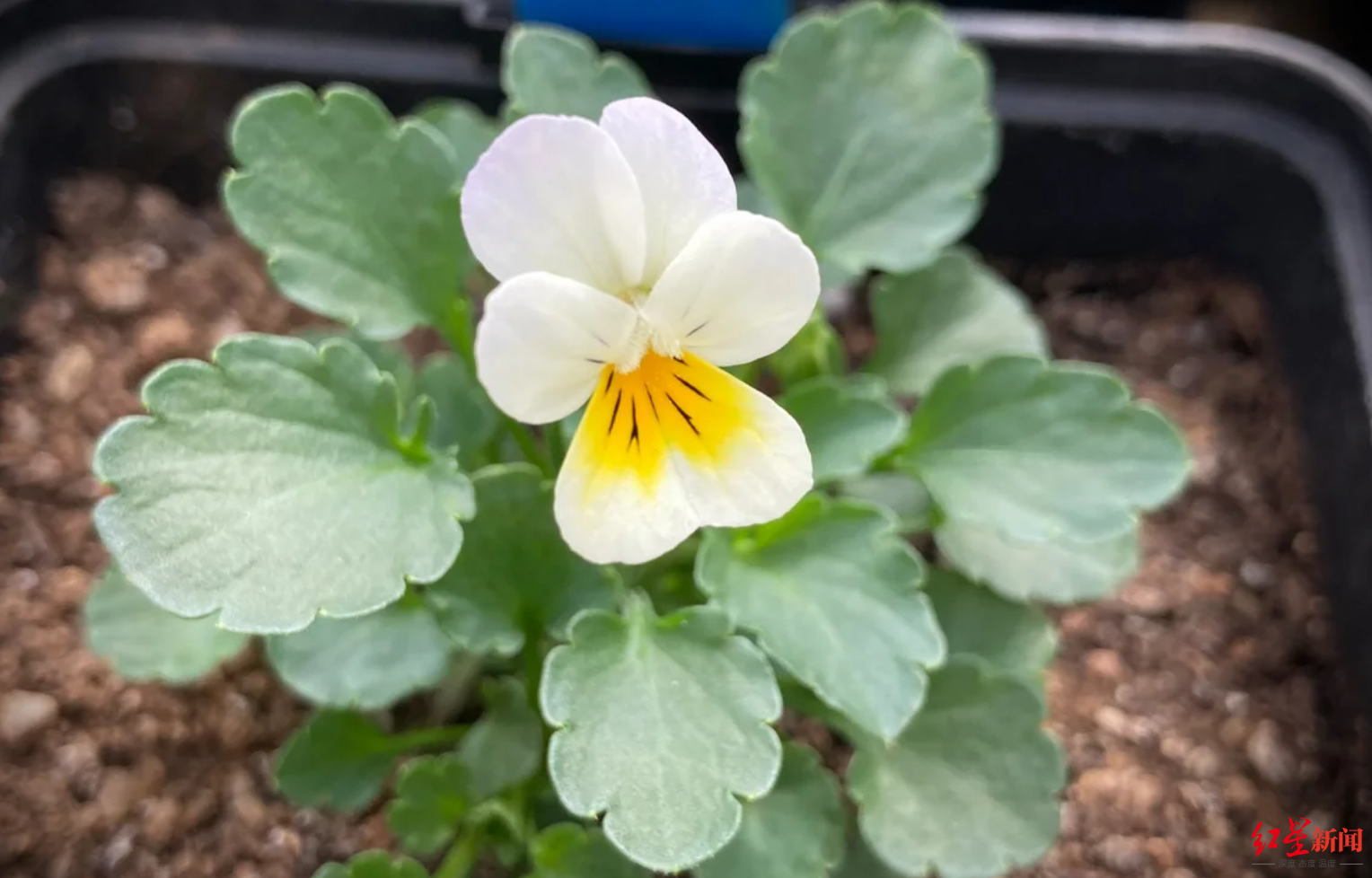 新研究：花卉“自花授粉”繁衍增多！传粉动物数量减少 专家：将深远影响全球生态系统|黄蜂|植物|复活|遗传|科学家_新浪新闻