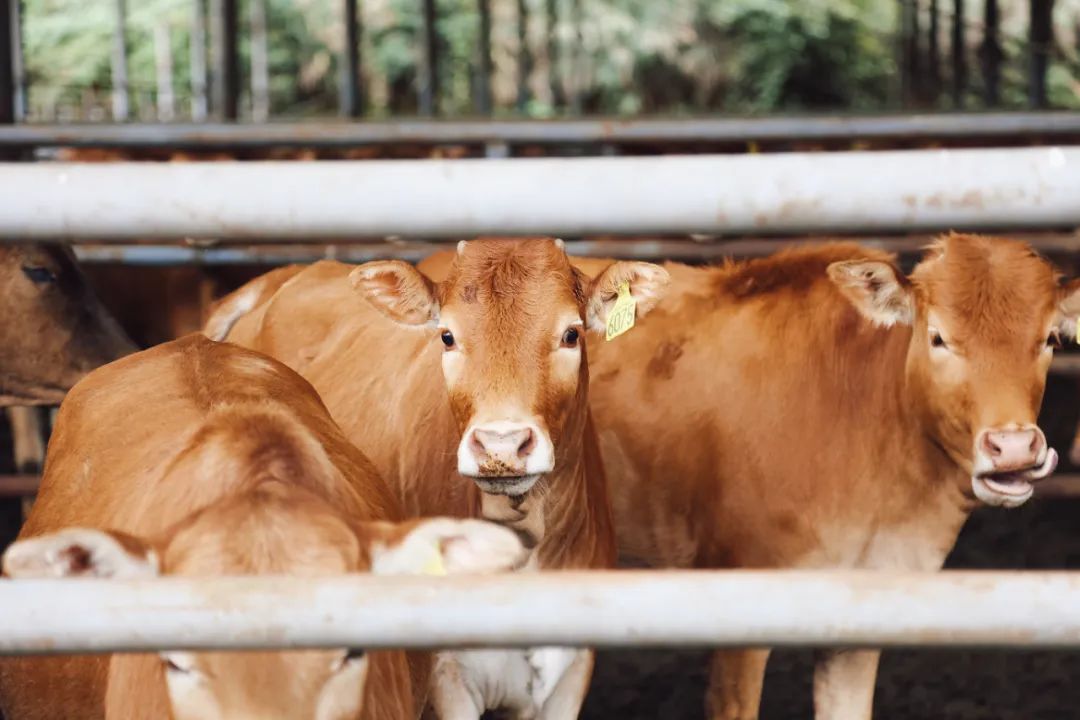 广南高峰牛 胡妤雅 摄