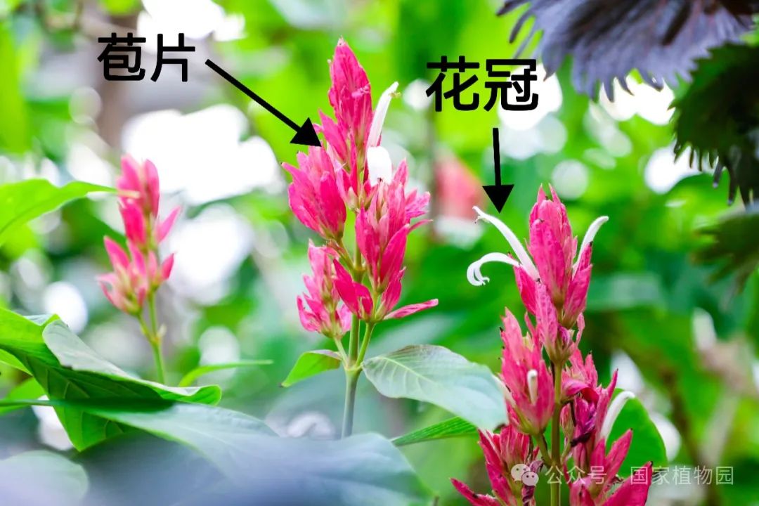 ▲粉色部分为赤苞花的苞片
