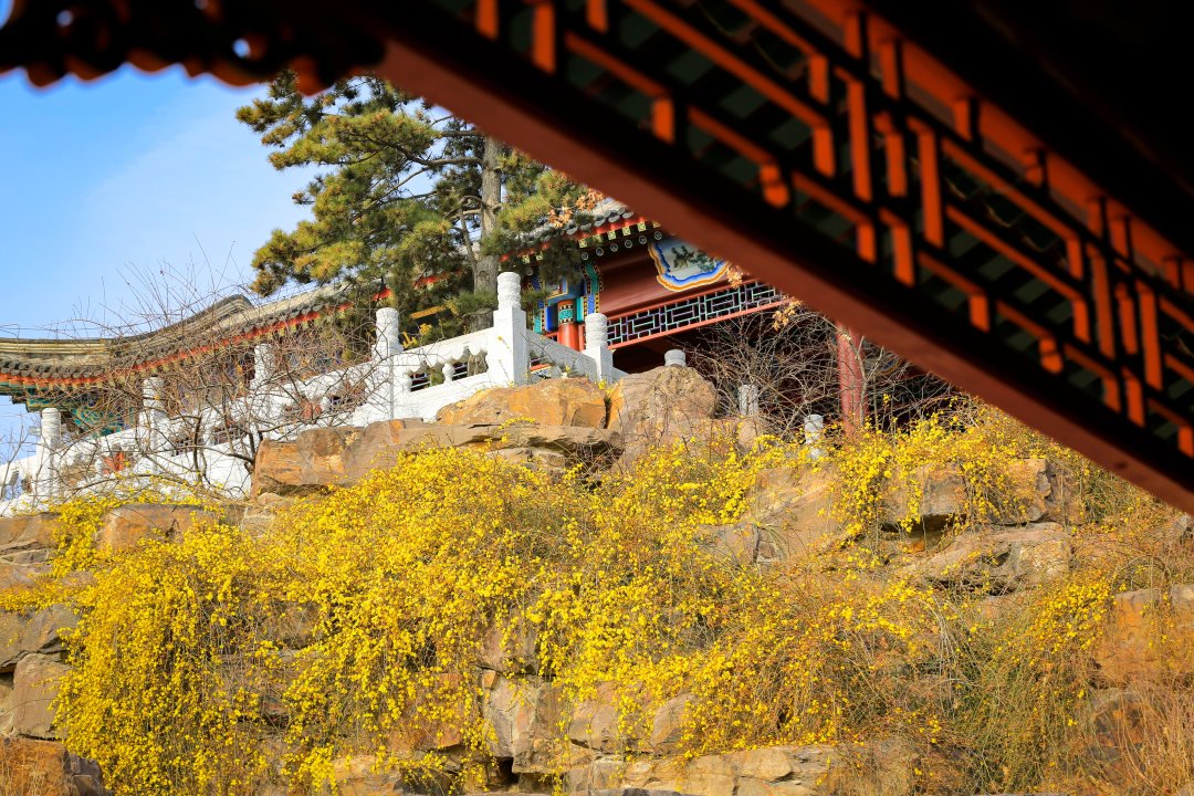 迎春花 中国园林博物馆染霞山房