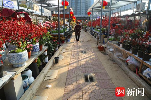 春节临近,南京花卉市场人气很旺_新浪财经_新浪网
