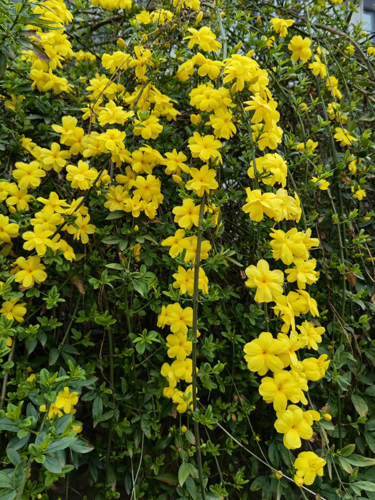 盛放的野迎春 图片来源于:科学网博客