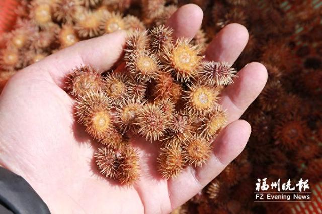 福州"海胆芯"量产 连江育出中间球海胆苗4000万粒