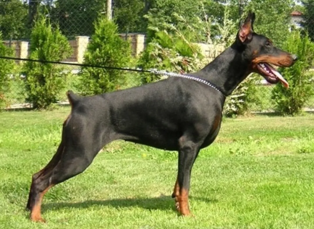 成都夫妻遛烈犬吓到人起纠纷:警方介入,狗恐被处理|杜宾犬|夫妻|女子