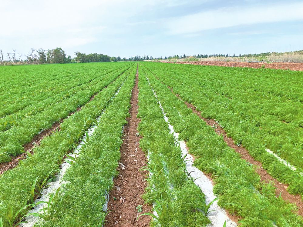 种植在田间的孜然.(受访者供图)