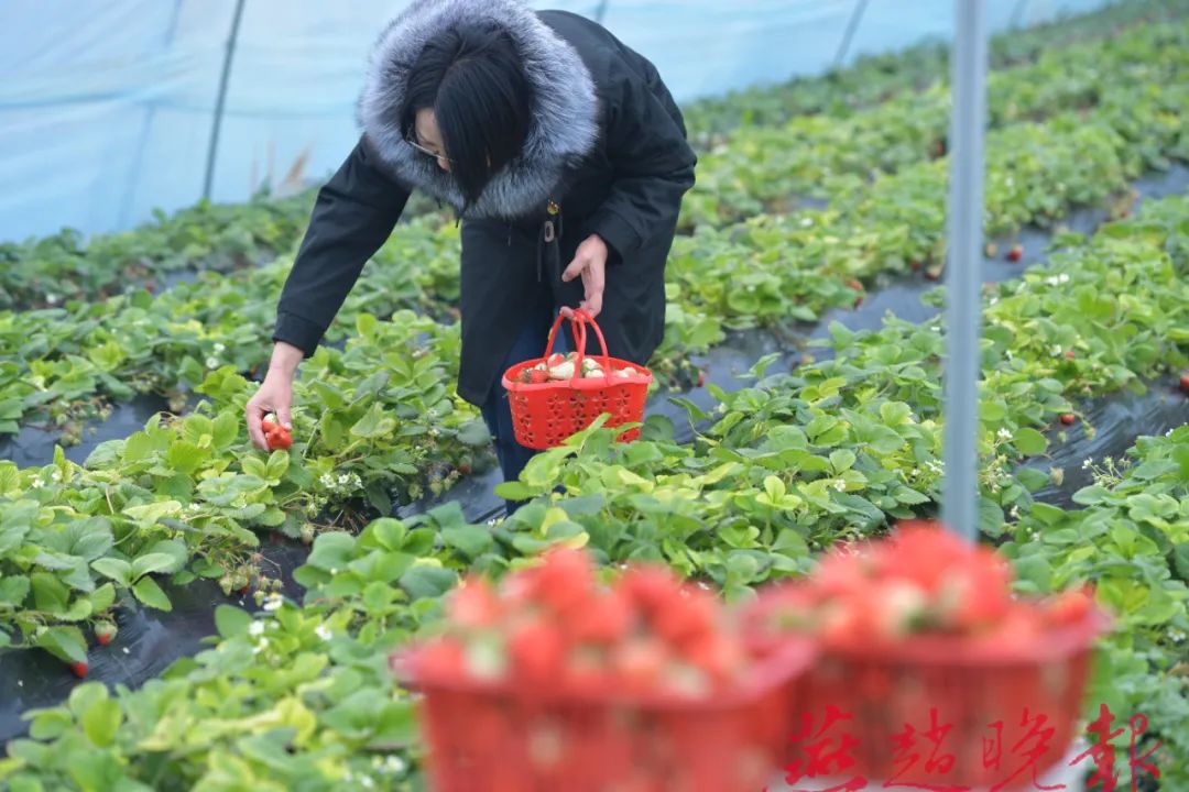 游客在范台村草莓采摘基地摘草莓