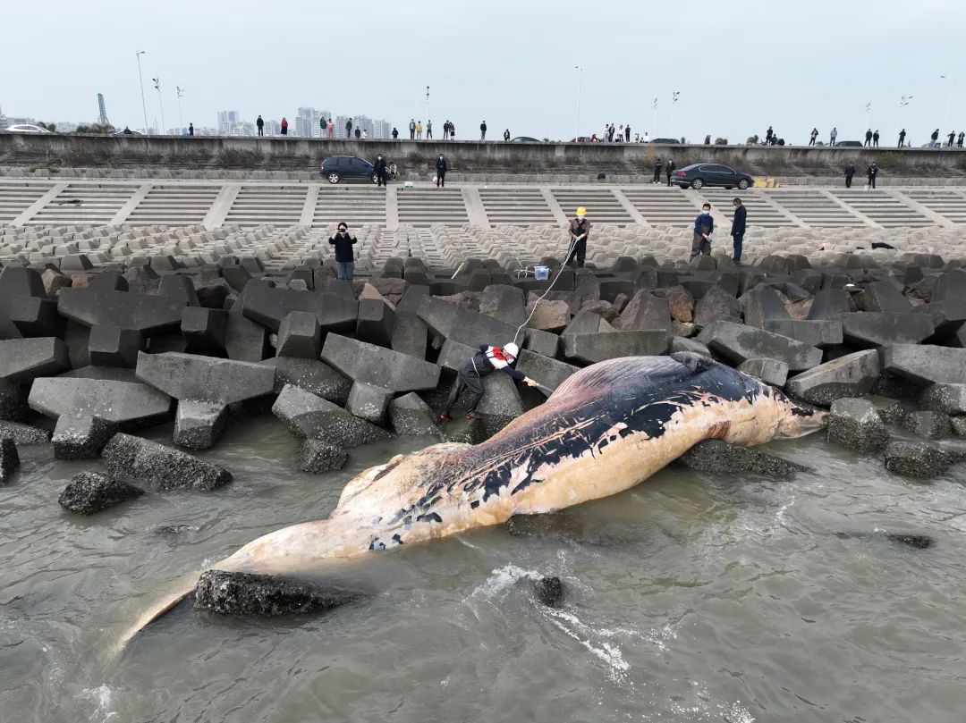 冲上热搜汕头海岸出现一头死亡鲸鱼最新消息