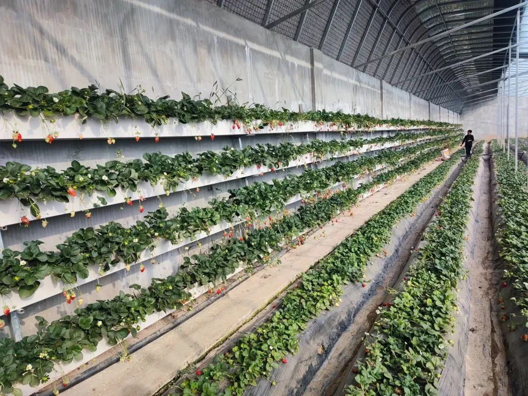 崖川村安置点的草莓大棚