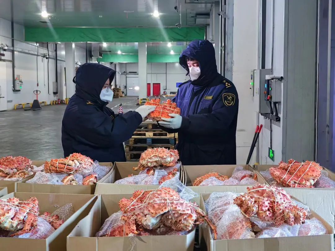 年夜饭“硬菜”！8.8吨进口帝王蟹将“爬”上百姓餐桌