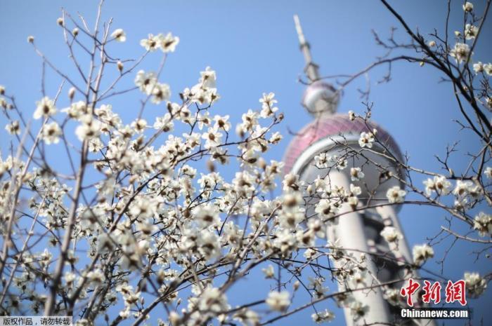在陆家嘴东方明珠电视塔下，上海市市花——白玉兰昂扬绽放。 中新社记者 张亨伟 摄