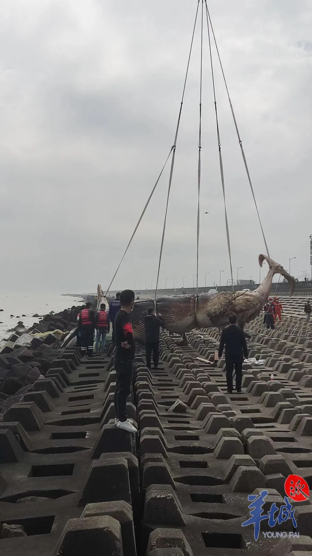 汕头海岸搁浅鲸鱼尸体已被打捞上岸,最新进展→|汕头市_新浪财经_新浪