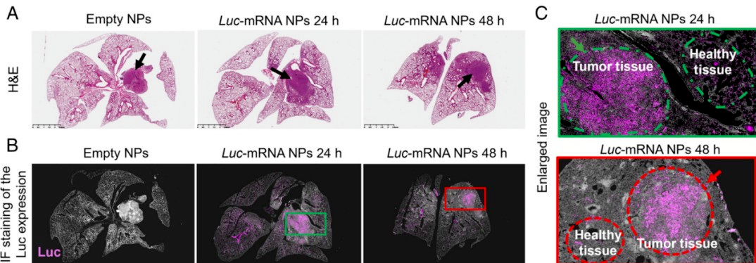图丨吸入性双靶向 mRNA 纳米粒在肺部主动靶向肿瘤组织、高效表达目标蛋白（来源：PNAS）