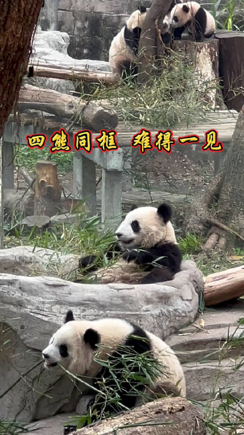 渝可渝爱莽仔莽小五……_新浪新闻