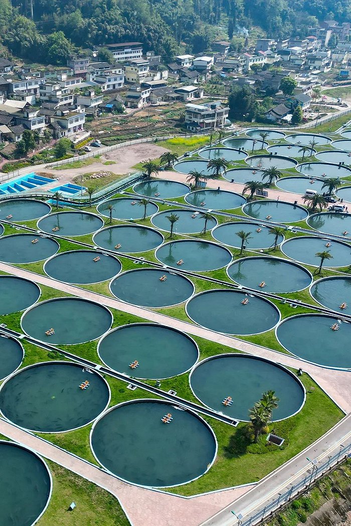 雅安天全县鲟鱼养殖基地 图片来源:央视新闻