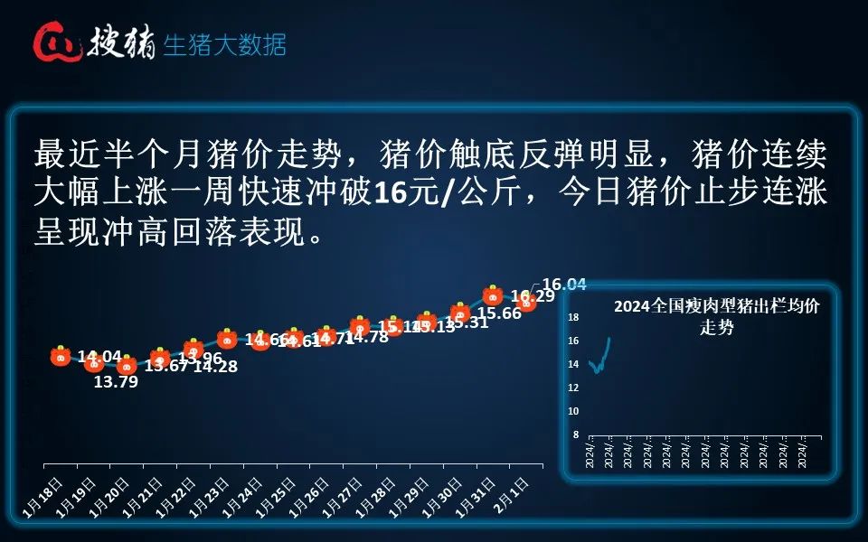 生猪现货日报|全国均价16.04元/公斤 市场集中出栏 屠宰大幅压价