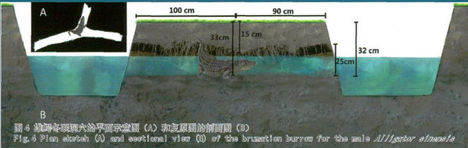 雄性扬子鳄冬眠巢穴,图片来源:参考文献3