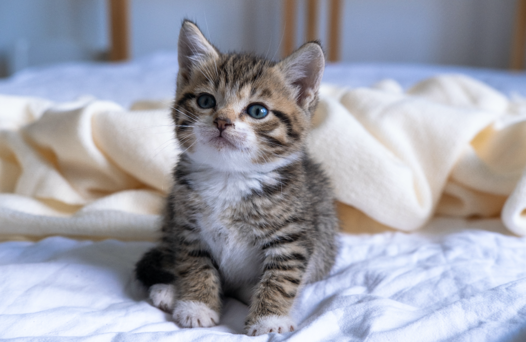 软萌小猫作伴生活乐趣无穷萌宠寻人启示