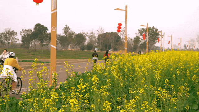 成都第一波油菜花已开 