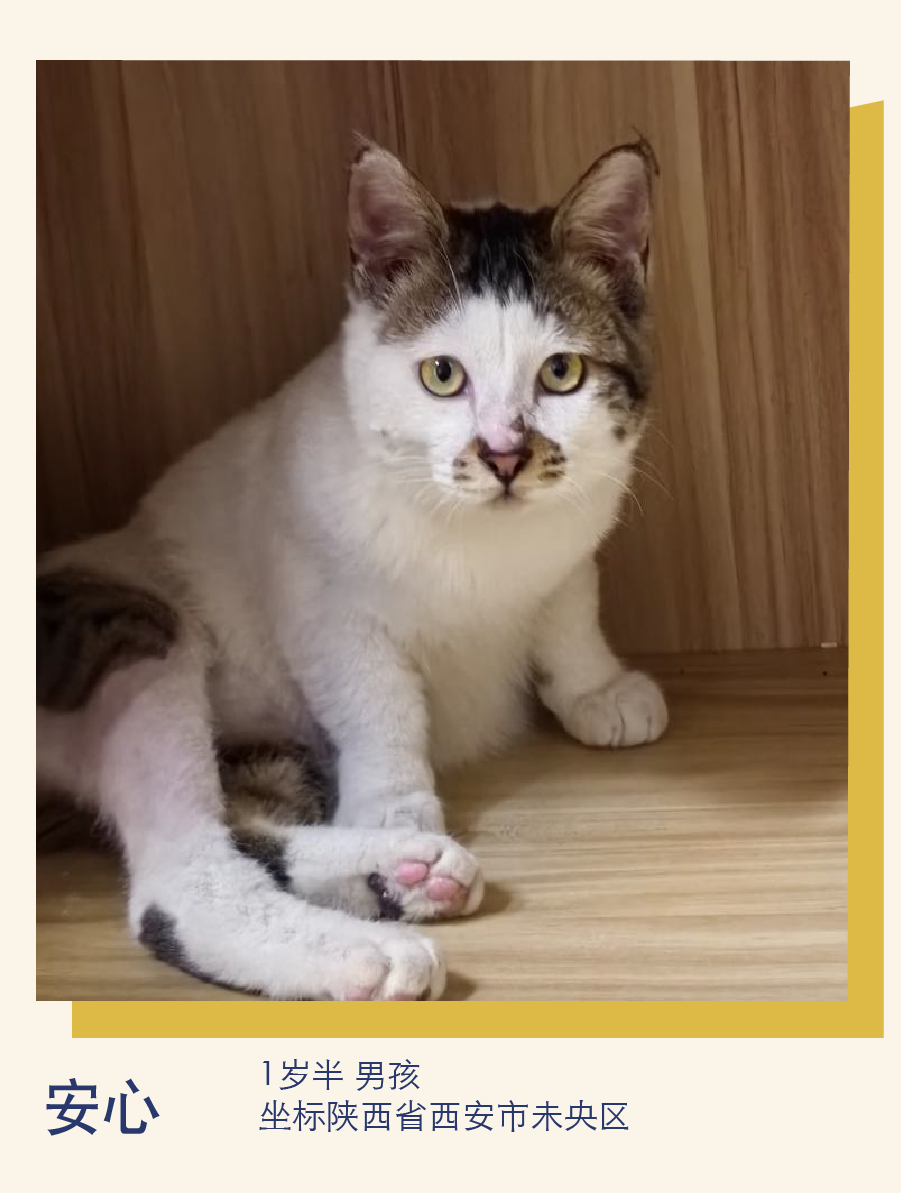 和收入;接受签订领养协议,并在宠安家小程序上打卡8周;留身份证照片