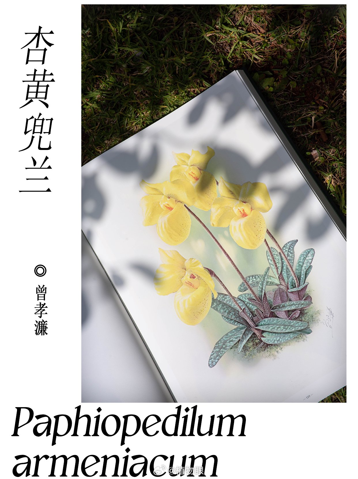 花鸟世界|兰花中的大熊猫——杏黄兜兰🌱杏黄兜兰……|大熊猫_新浪新闻