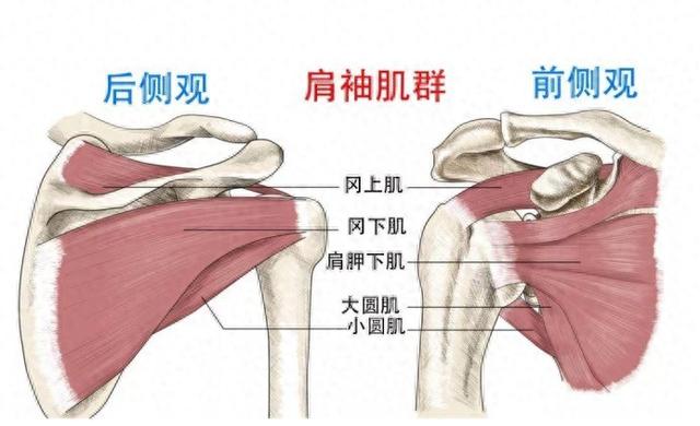 如何预防和治疗肩袖损伤