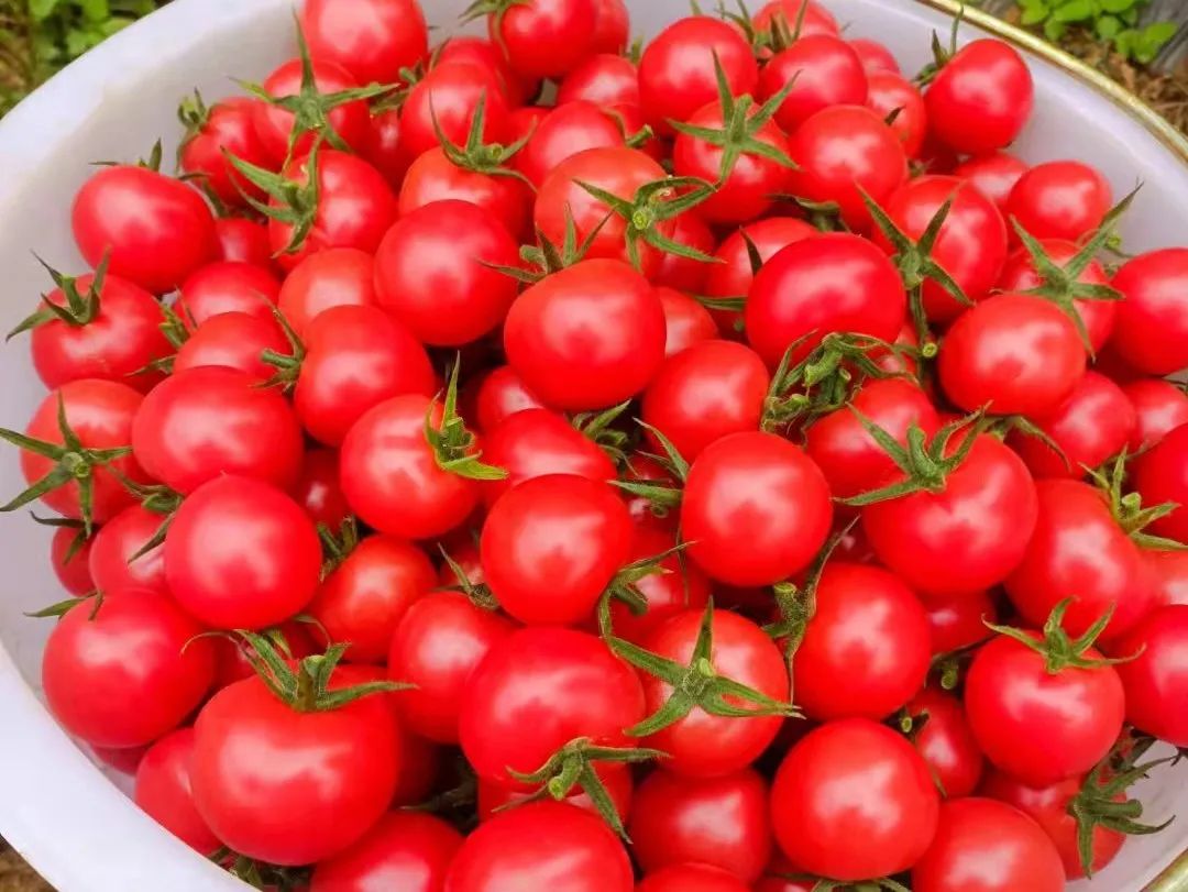 青年优选|可以当零食吃的蔬菜|小番茄_新浪财经_新浪网
