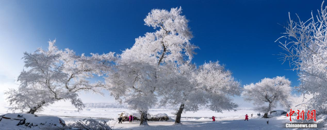 行"及"吉林市发布"的微信公众号,都可以在清晨6点准时看到"雾凇播报"