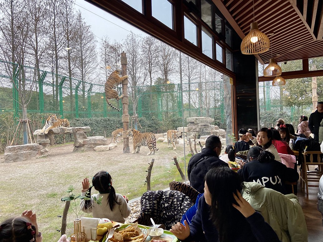 上海野生动物园开启新春模式,这些动物萌娃首次和游客见面|上海野生