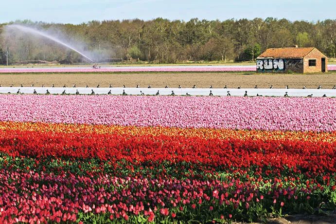 这是 2020年4月15日在荷兰利瑟附近的福赫伦藏拍摄的郁金香花田&nbsp