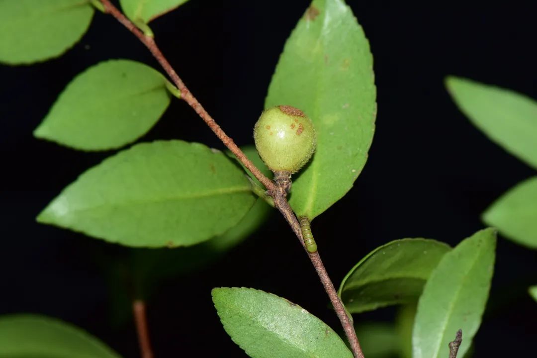 紫金短柱茶（果） 图片来源：钟智明