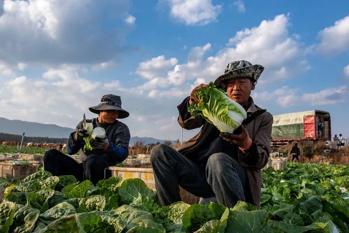 菜农在云南省曲靖市麒麟区越州镇现代农业产业园内收获蔬菜(1月10日摄