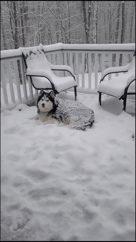 原来狗狗分"冬狗"和"夏狗":有的超级防雪,有的身上会长雪球.