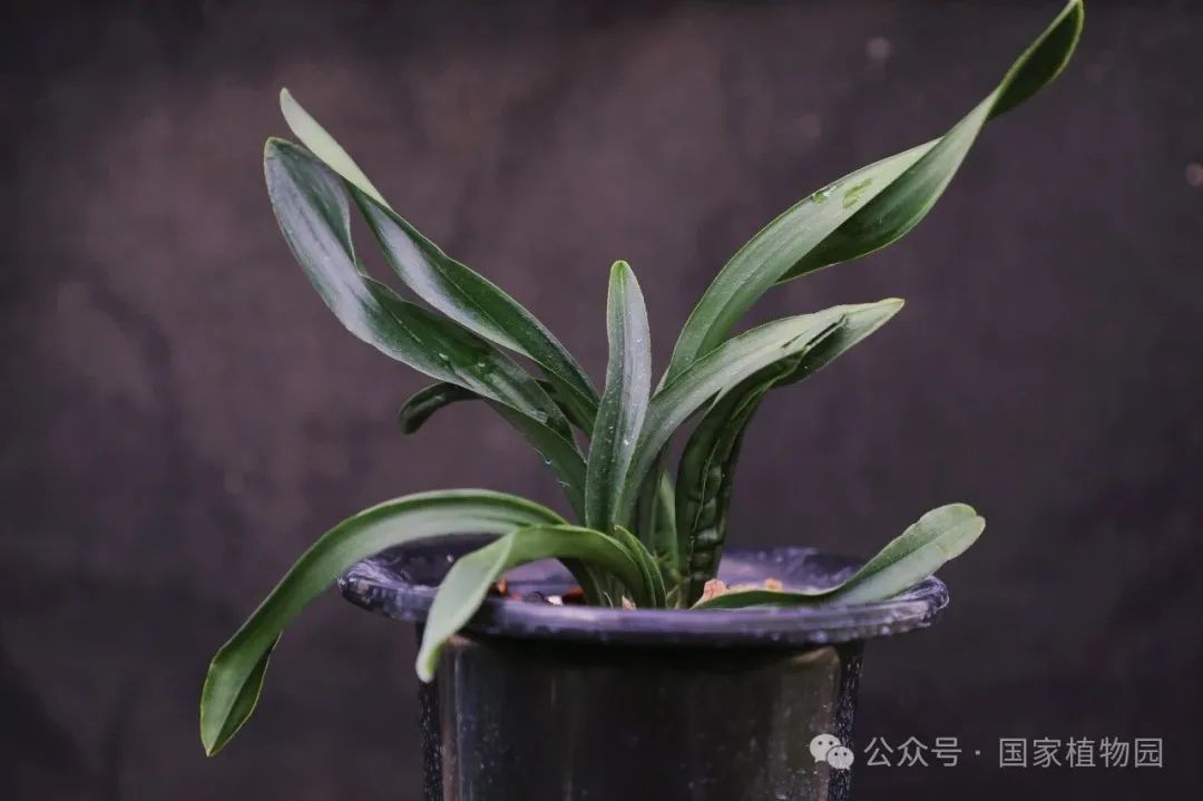 如坛花兰属,虾脊兰属,隔距兰属,鹤顶兰属,匙唇兰