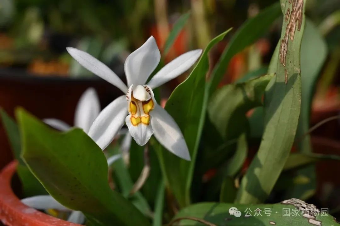 贡山贝母兰