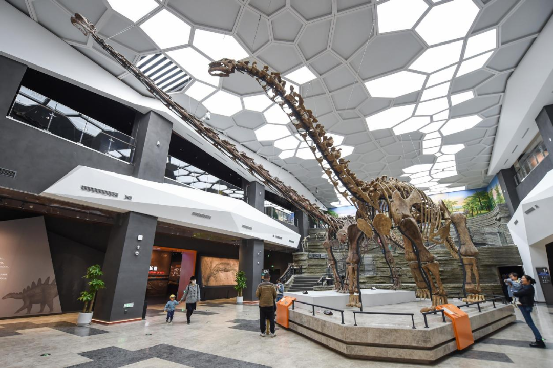 图为重庆自然资源科普馆中心展厅陈列的马门溪龙和黄河巨龙复原装架